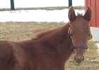 First reported foal by Sangaree.