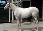 Hip 81, by Tapit, sold for $1.15 million.