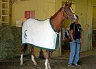 SKECHERS Has California Chrome Sponsorship SKECHERS Has California Chrome Sponsorship
