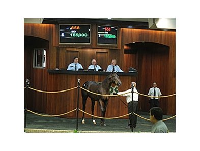 Hip 658, a colt by Big Drama, sold for $185,000 on August 28.