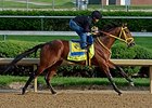 Wildcat Red<br><a target="blank" href="http://photos.bloodhorse.com/TripleCrown/2014-Triple-Crown/Kentucky-Derby-Workouts/i-jpPpSvL">Order This Photo</a>