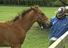 Irish National Stud (Video) Irish National Stud (Video)