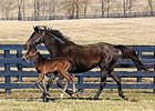 Delta Princess shown with her 2009 Empire Maker colt, future grade II stakes-placed Empire Way.
