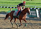 California Chrome at Belmont Park on June 6. <br><a target="blank" href="http://photos.bloodhorse.com/TripleCrown/2014-Triple-Crown/Belmont-Stakes-146/i-4qKFP4b">Order This Photo</a>