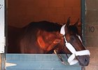 Mucho Macho Man arrives at Santa Anita.