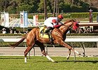 Luck of the Kitten won the 2014 Zuma Beach Stakes at Santa Anita and is being pointed to the Breeders' Cup Juvenile Turf.