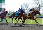 Judy the Beauty won the Madison Stakes at seven furlongs on April 12.<br><a target="blank" href="http://photos.bloodhorse.com/AtTheRaces-1/At-the-Races-2014/35724761_2vdnSX#!i=3175797311&k=wC6dF8v">Order This Photo</a>