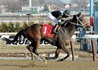 Delaware Oaks Lures Joint Return, Vero Amore Delaware Oaks Lures Joint Return, Vero Amore