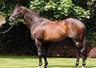 High Chaparral