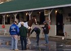 California Chrome the Morning After KY Derby California Chrome the Morning After KY Derby