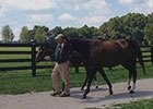 Zenyatta and 2014 War Front Foal at Lane's End Zenyatta and 2014 War Front Foal at Lane's End