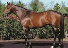 Gio Ponti