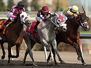 Wild Catomine Prevails in Fury Stakes Duel Wild Catomine Prevails in Fury Stakes Duel