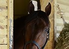 General a Rod settles in at Belmont Park.<br><a target="blank" href="http://photos.bloodhorse.com/TripleCrown/2014-Triple-Crown/Belmont-Stakes-146/">Order This Photo</a>