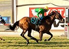 Miss Serendipity won the Yellow Ribbon Handicap Sept. 1 on the turf at Del Mar.