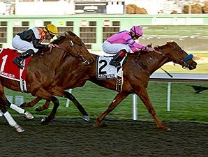 Exit Stage Left Steals Cal Derby Spotlight Exit Stage Left Steals Cal Derby Spotlight