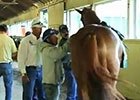 Belmont: California Chrome and Victor Espinoza Belmont: California Chrome and Victor Espinoza