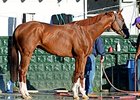 California Chrome <br><a target="blank" href="http://photos.bloodhorse.com/TripleCrown/2014-Triple-Crown/Belmont-Stakes-146/i-g5T8fpq">Order This Photo</a>