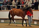 European Record At Tattersalls Craven Sale European Record At Tattersalls Craven Sale