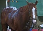 BC 2014: California Chrome Bath BC 2014: California Chrome Bath