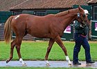 Lot 671, a Shamardal colt, sold for 370,000 guineas on Oct. 13.