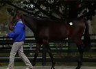 F-T October Yearling Sale Recap Day 1 F-T October Yearling Sale Recap Day 1