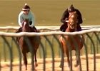 Animal Kingdom - Morning Gallop at Lambourn Animal Kingdom - Morning Gallop at Lambourn