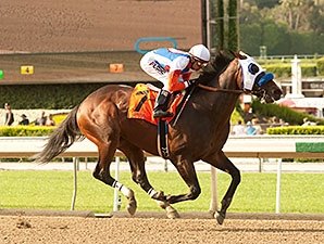 Californian: Fury Kapcori Seeks 5th Straight Californian: Fury Kapcori Seeks 5th Straight
