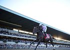 Ron the Greek
<br><a target="blank" href="http://photos.bloodhorse.com/AtTheRaces-1/at-the-races-2013/27257665_QgCqdh#!i=3105585154&k=w9Rvm5P">Order This Photo</a>