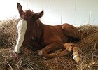 Hansen colt out of the Tiznow mare Havelsee