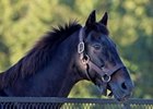 Pensioned Stallions: The Old Guard Pensioned Stallions: The Old Guard