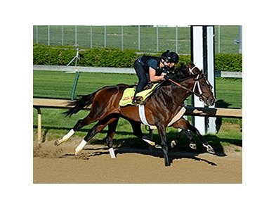 Commanding Curve breezed five furlongs at Churchill Downs on April 26, 2014. <br><a target="blank" href="http://photos.bloodhorse.com/TripleCrown/2014-Triple-Crown/Kentucky-Derby-Workouts/i-gJHhjZC">Order This Photo</a>