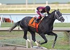 Cairo Prince<br><a target="blank" href="http://photos.bloodhorse.com/AtTheRaces-1/At-the-Races-2014/35724761_2vdnSX#!i=3041742429&k=JkPDNnj">Order This Photo</a>