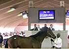 Hip 126, a colt by Malibu Moon, sold for $1.2 million.
