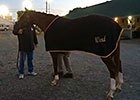 Kentucky Derby: Pablo Del Monte's Inspection Kentucky Derby: Pablo Del Monte's Inspection