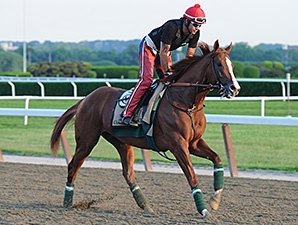 Chrome's Gallop Leaves Connections Raving Chrome's Gallop Leaves Connections Raving
