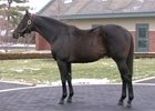 Bernardini: The Stallion Selected by Team Zen Bernardini: The Stallion Selected by Team Zen