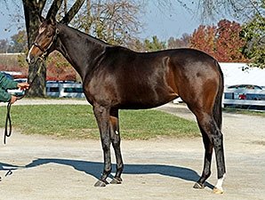 Full Sister to Rachel Alexandra Set for Debut Full Sister to Rachel Alexandra Set for Debut