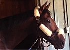 Point of Entry at Breeders' Cup Point of Entry at Breeders' Cup