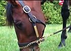 Orb Grazes on Preakness Morning Orb Grazes on Preakness Morning
