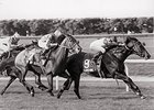 At age 3 in 1988 3-year-old Sunshine Forever recorded five graded-stakes victories, including the Man O' War.<br><a target="blank" href="http://photos.bloodhorse.com/Classics/Classic-Photos/22651042_hrMBZZ#!i=3011381249&k=dcSCfjD">Order This Photo</a>