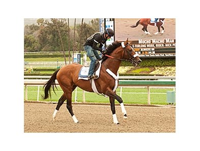 Mucho Macho Man works at Santa Anita.
