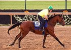 Kid Cruz at Pimlico