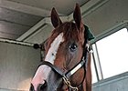 California Chrome Arrives at Churchill Downs California Chrome Arrives at Churchill Downs