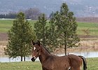 Understatement's first foal.