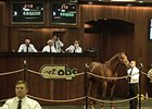 Hip 218, a colt by Mineshaft