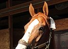 'Chrome' Eyes BC Classic, Bayern Has Options 'Chrome' Eyes BC Classic, Bayern Has Options