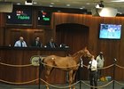 Zensational Storm, Hip 361, sold for $75,000 on January 23.