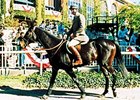 Flatterer makes an appearance at the 1990 Breeders' Cup.
<br><a target="blank" href="http://photos.bloodhorse.com/Classics/Classic-Photos/i-zB6dVkG">Order This Photo</a>