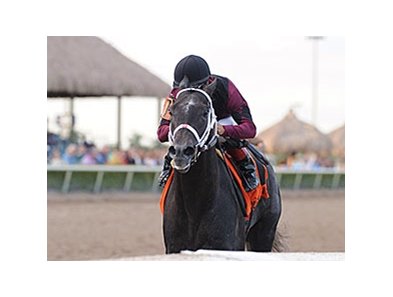 Cairo Prince<br><a target="blank" href="http://photos.bloodhorse.com/AtTheRaces-1/At-the-Races-2014/35724761_2vdnSX#!i=3041743171&k=WjzhfLt">Order This Photo</a>